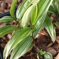 Disporum sessile 'Variegatum'